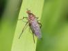 Empis livida